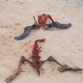 Adelie Penguin chick carcass