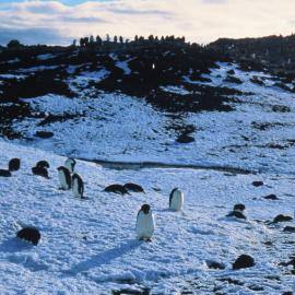 Adelie penguins at Cape Royds