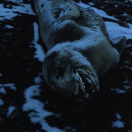 Mummified seal near Blood Falls