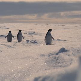Adelie penguins