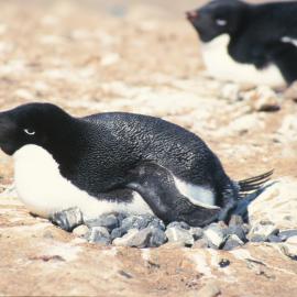 Adelie penguin