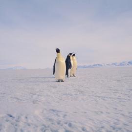 Emperor penguins at the ice edge