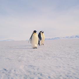 Emperor penguins at the ice edge