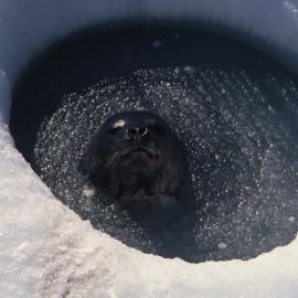 Seal coming up through an ice hole