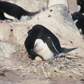 Adelie penguin