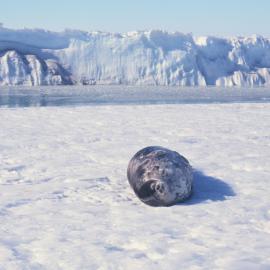 Weddell Seal on Pressure Ridges near Scott Base