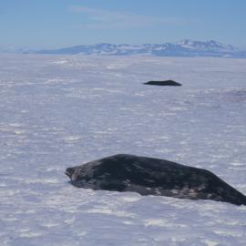 Weddell Seal near Scott Base