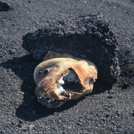 Seal Skull, Cape Evans