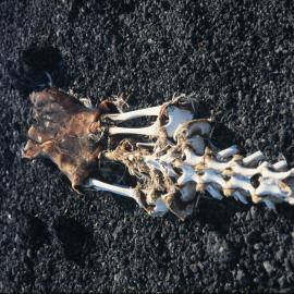 Seal Skeleton, Cape Evans