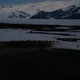 Adelie Penguins around Hallett Station