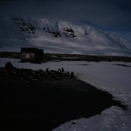 Adelie Penguin Colonies around Refuge Hut at Cape Hallett