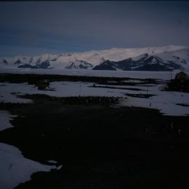 Adelie Penguins around Hallett Station