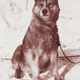 'Krisarovitsa' the Husky