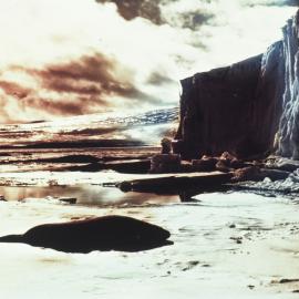 Seal at Barne Glacier