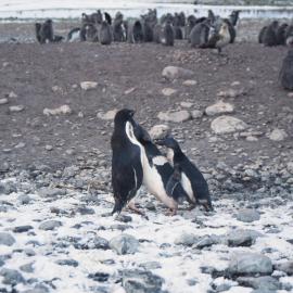 Adelie Penguins feeding chicks