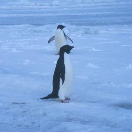 Adelie Penguin near Cape Hallett camp