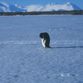 Adelie Penguin near Cape Hallett camp