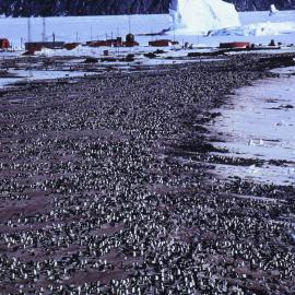 Penguin Colony at Hallett Station