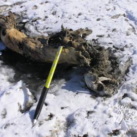 Remains of mummified seal in bad state of decay