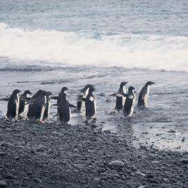 Adelie penguins heading into sea
