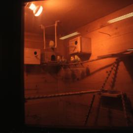 Budgies at Dumont D'Urville Station