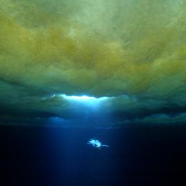 Penguin diving under the water through a hole in the ice