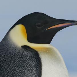 Close-up of an Emperor penguin