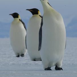 Three Emperor penguins standing in a line