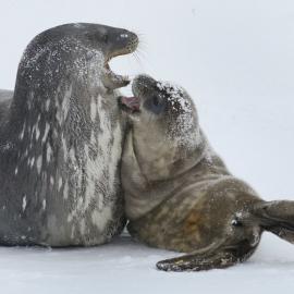 Seal and pup