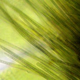 Phormidium and prasiola sheet