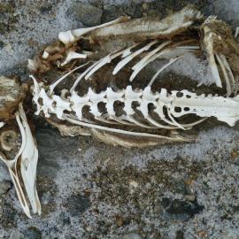 Mummified seal in the Dry Valleys