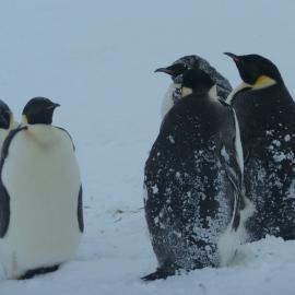 Emperor penguins