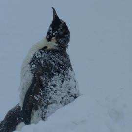 Emperor penguin