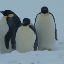 Emperor penguins