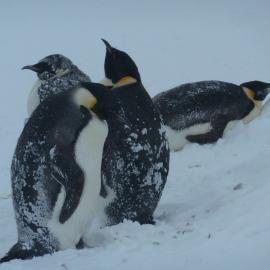 Emperor penguins