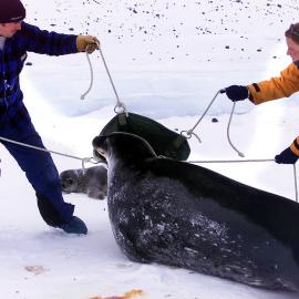 Catching and then measuring a seal