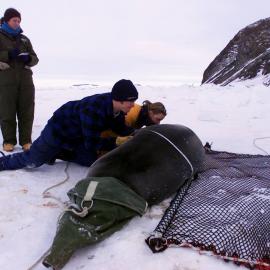 Weighing a seal