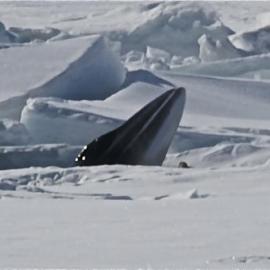 Album - 12 images of whales near Scott Base