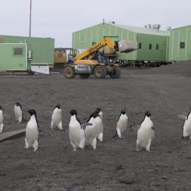 Adelie penguins visiting Scott Base