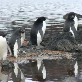 Adelie penguins at Cape Royds