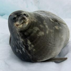 Seal