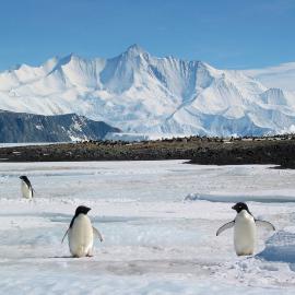Mt Herschel and penguins