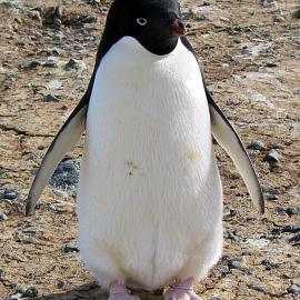 Adelie penguin