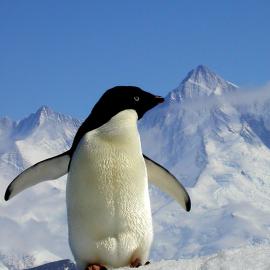 Penguin with flippers out