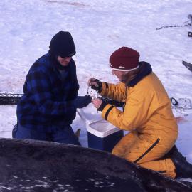 An Australian science group take samples from a mother Weddell seal