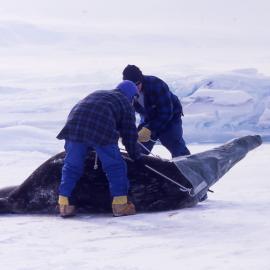 Catching a seal