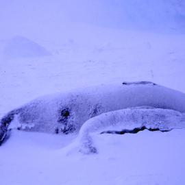 Seals covered in snow