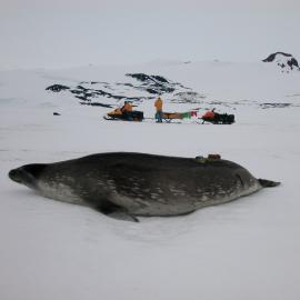 GPS logger on seal's back