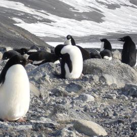 Penguin colony