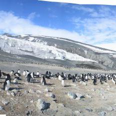Scientist at work in a penguin colony